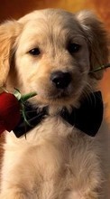 New mobile wallpapers - free download. Animals, Dogs, Roses, Postcards picture and image for mobile phones.