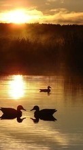 New mobile wallpapers - free download. Landscape, Nature, Water, Sunset, Ducks, Sun, Lakes picture and image for mobile phones.