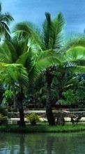New mobile wallpapers - free download. Palms,Landscape picture and image for mobile phones.