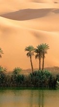 New mobile wallpapers - free download. Palms, Landscape, Sand, Desert picture and image for mobile phones.