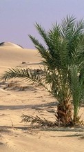 New mobile wallpapers - free download. Palms, Landscape, Sand, Desert, Plants picture and image for mobile phones.