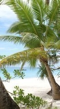 Palms,Landscape,Beach for Lenovo S660