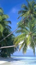 New mobile wallpapers - free download. Palms,Landscape,Beach picture and image for mobile phones.