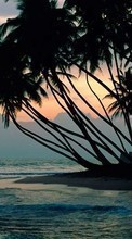 New mobile wallpapers - free download. Palms,Landscape,Beach picture and image for mobile phones.