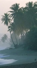 Palms, Landscape, Beach, Waves