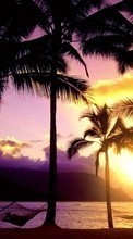 New mobile wallpapers - free download. Palms,Landscape,Beach,Sunset picture and image for mobile phones.