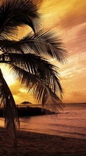 New mobile wallpapers - free download. Palms,Landscape,Beach,Sunset picture and image for mobile phones.