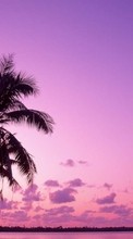 New mobile wallpapers - free download. Palms,Landscape,Nature picture and image for mobile phones.