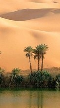 New mobile wallpapers - free download. Palms,Landscape,Nature,Desert picture and image for mobile phones.