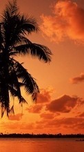 New mobile wallpapers - free download. Palms,Landscape,Nature,Sunset picture and image for mobile phones.