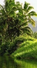 New 1280x800 mobile wallpapers Landscape, Rivers, Palms free download.