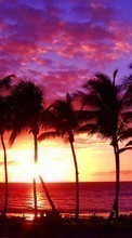 New mobile wallpapers - free download. Palms, Landscape, Sun, Sunset picture and image for mobile phones.