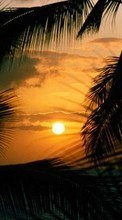 New mobile wallpapers - free download. Palms,Landscape,Sunset picture and image for mobile phones.