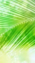 New 480x800 mobile wallpapers Plants, Palms free download.