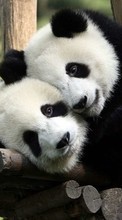 New mobile wallpapers - free download. Pandas, Animals picture and image for mobile phones.