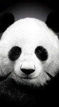 New mobile wallpapers - free download. Pandas, Animals picture and image for mobile phones.