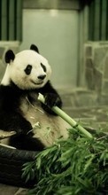 Pandas, Animals for Samsung Galaxy Grand Max