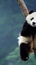 Pandas, Animals for Samsung Star 3 Duos S5222