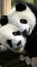 New mobile wallpapers - free download. Pandas,Animals picture and image for mobile phones.