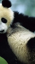 New mobile wallpapers - free download. Pandas,Animals picture and image for mobile phones.