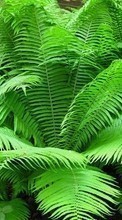 New 320x480 mobile wallpapers Plants, Ferns free download.
