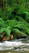 New 800x480 mobile wallpapers Plants, Rivers, Ferns free download.