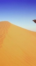 New mobile wallpapers - free download. Animals, Landscape, Sand, Desert, Camels picture and image for mobile phones.