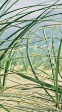New mobile wallpapers - free download. Landscape, Sand, Plants, Grass picture and image for mobile phones.