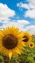 New mobile wallpapers - free download. Landscape,Sunflowers,Fields picture and image for mobile phones.