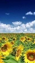 New mobile wallpapers - free download. Landscape,Sunflowers,Fields picture and image for mobile phones.