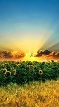 Landscape,Sunflowers,Fields for LG Nexus 5X