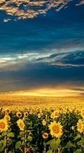 New mobile wallpapers - free download. Landscape,Sunflowers,Fields,Nature picture and image for mobile phones.