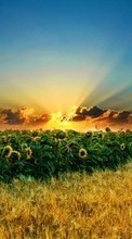 New mobile wallpapers - free download. Landscape,Sunflowers,Fields,Sunset picture and image for mobile phones.
