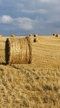New mobile wallpapers - free download. Landscape,Fields picture and image for mobile phones.