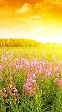 New mobile wallpapers - free download. Landscape,Fields,Nature picture and image for mobile phones.