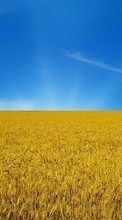 New mobile wallpapers - free download. Landscape,Fields,Nature,Wheat picture and image for mobile phones.