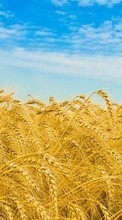 New mobile wallpapers - free download. Landscape,Fields,Wheat picture and image for mobile phones.