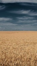 New mobile wallpapers - free download. Landscape,Fields,Wheat picture and image for mobile phones.