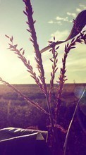 New mobile wallpapers - free download. Landscape, Fields, Plants, Sun picture and image for mobile phones.