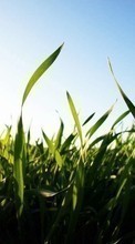 New mobile wallpapers - free download. Landscape, Fields, Plants, Sun, Grass picture and image for mobile phones.