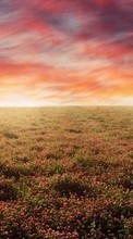 New mobile wallpapers - free download. Landscape,Fields,Sunset picture and image for mobile phones.