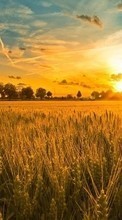 Landscape,Fields,Sunset for Sony Ericsson S312