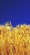 New mobile wallpapers - free download. Landscape,Wheat picture and image for mobile phones.