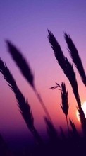 New mobile wallpapers - free download. Nature, Wheat, Sun, Sunset picture and image for mobile phones.