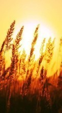 New mobile wallpapers - free download. Landscape,Wheat,Sunset picture and image for mobile phones.