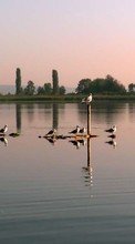 Landscape,Birds,Rivers for Fly Nimbus 3 FS501