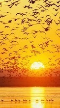 New mobile wallpapers - free download. Landscape,Birds,Sunset picture and image for mobile phones.