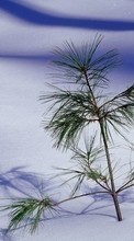 New mobile wallpapers - free download. Landscape,Snow,Pine picture and image for mobile phones.