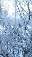 New mobile wallpapers - free download. Landscape, Snow, Bush, Winter picture and image for mobile phones.