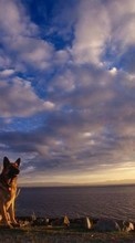 New mobile wallpapers - free download. Landscape,Dogs,Animals picture and image for mobile phones.